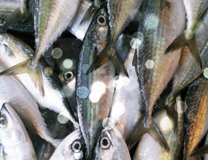 쌓여있는-생선들