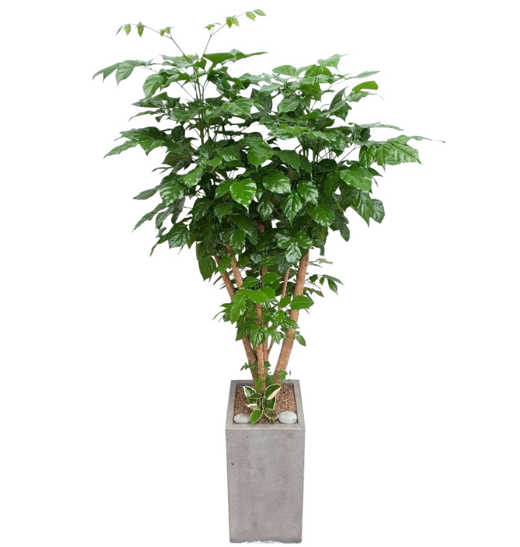 녹보수 키우기 물주기, 가지치기, 분갈이 방법