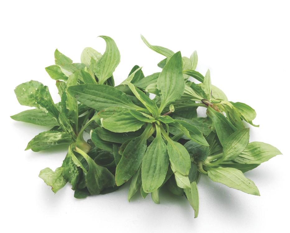 차전자피의 효능 핵심은 '이것'