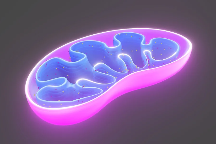 기초 체온 미토콘드리아 기능 강화