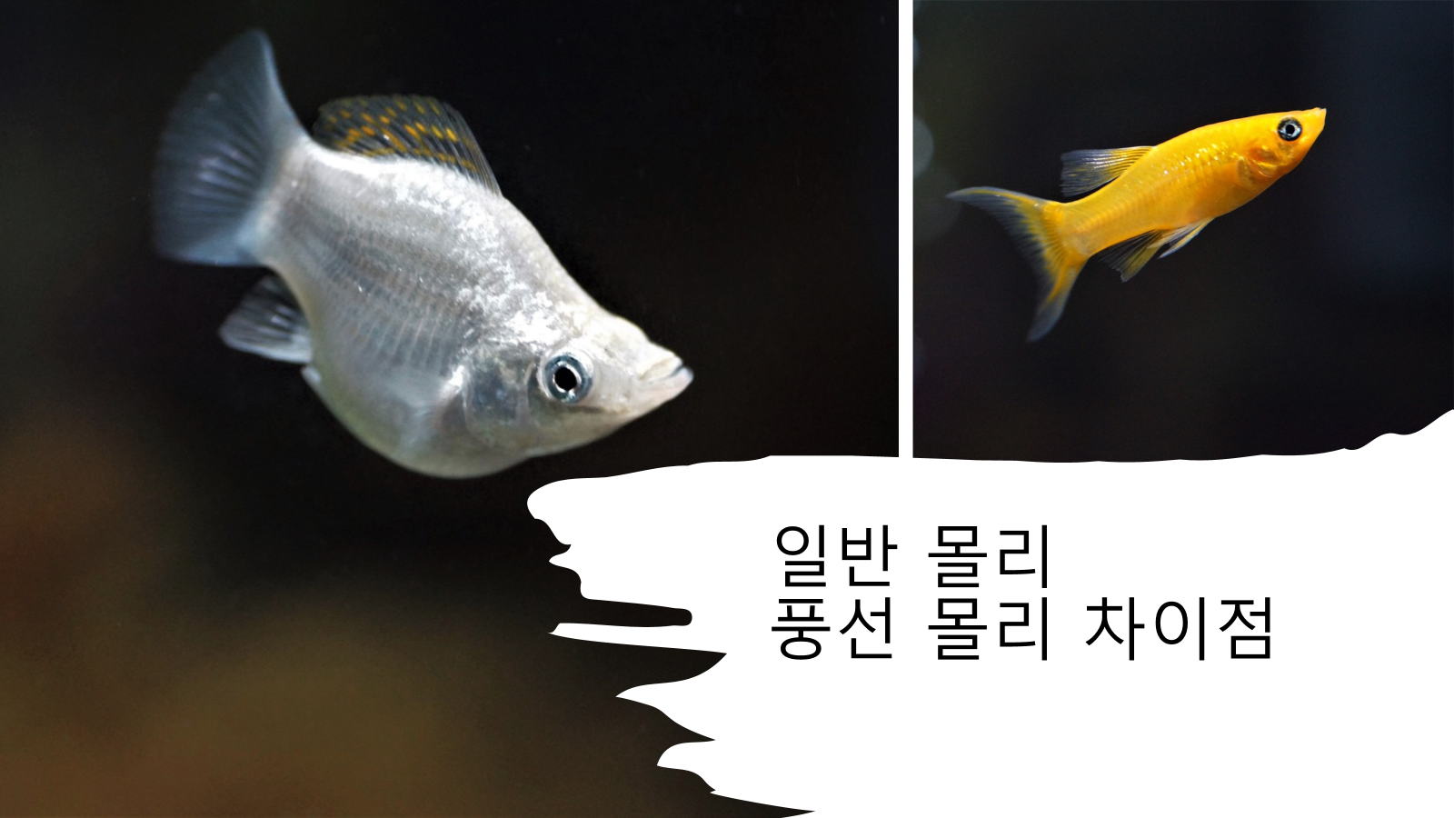 몰리 관리 주의 사항
