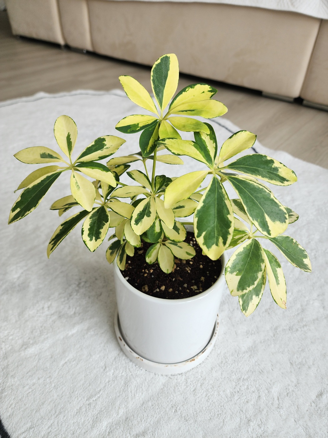 현재모습의 홍콩야자