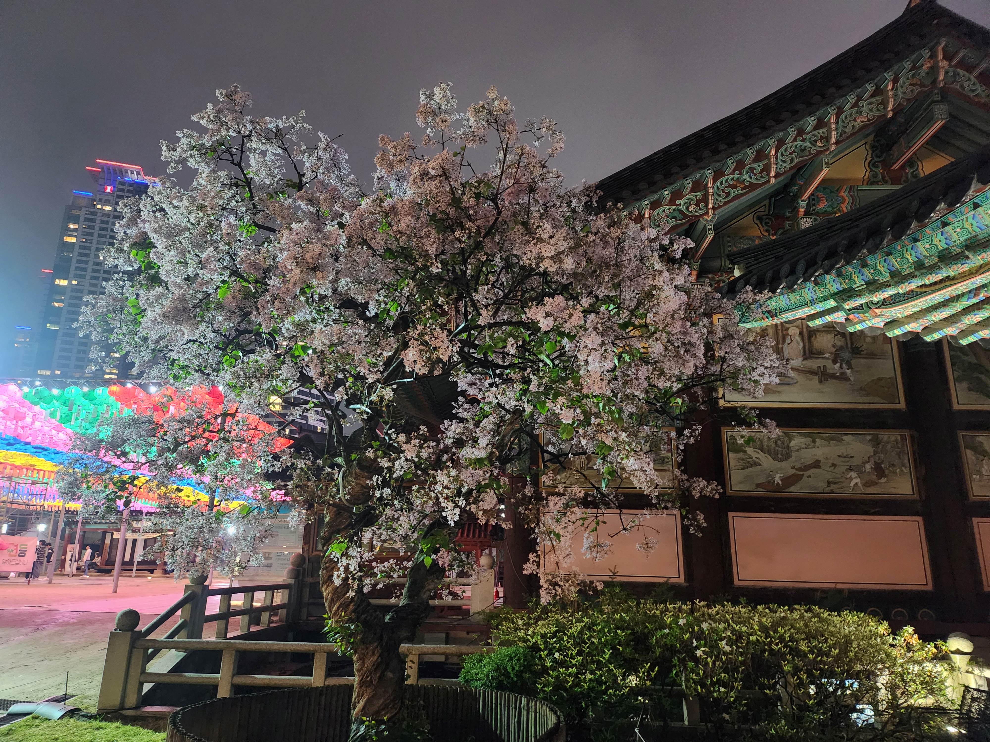 2025. 4. 19. 봉은사 연등제 야경 산책 후기 (겹벚꽃, 라일락, 홍매화 개화상황 포함)