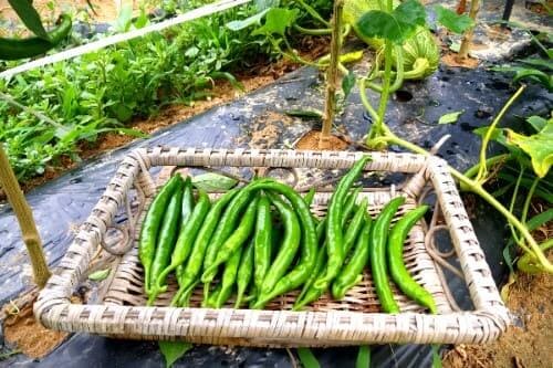 풋고추-재배-오이-아삭이-고추-수확-고추-효능