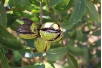 피칸 재배 기후 선택 전정 포인트 열매 건조_4