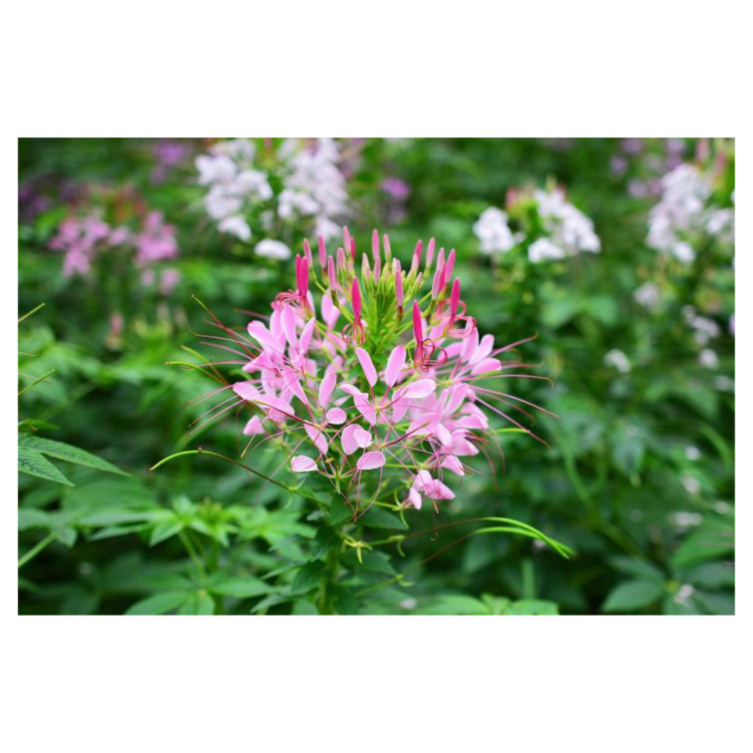 맥문동과 관련된 사진입니다.