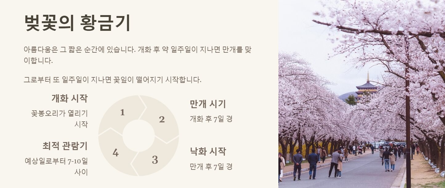 2025년 벚꽃 개화시기