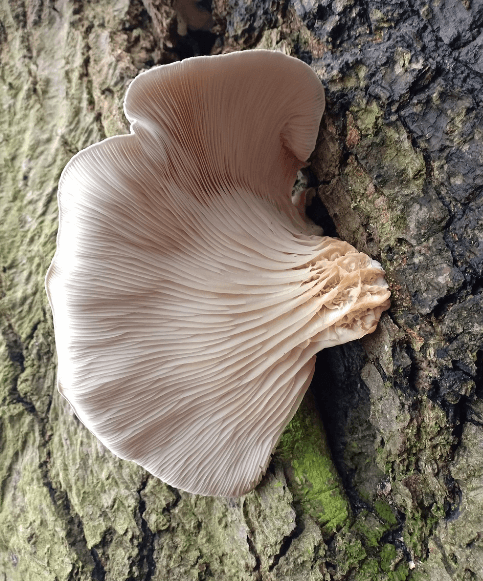 느타리 버섯 사진 - 1019999