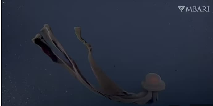 GIANT PHANTOM JELLYFISH