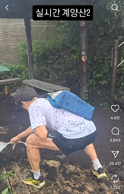 게양산 러브버고 떼출몰&amp;#44; 계단과 정자에 대규모 출몰한 모습