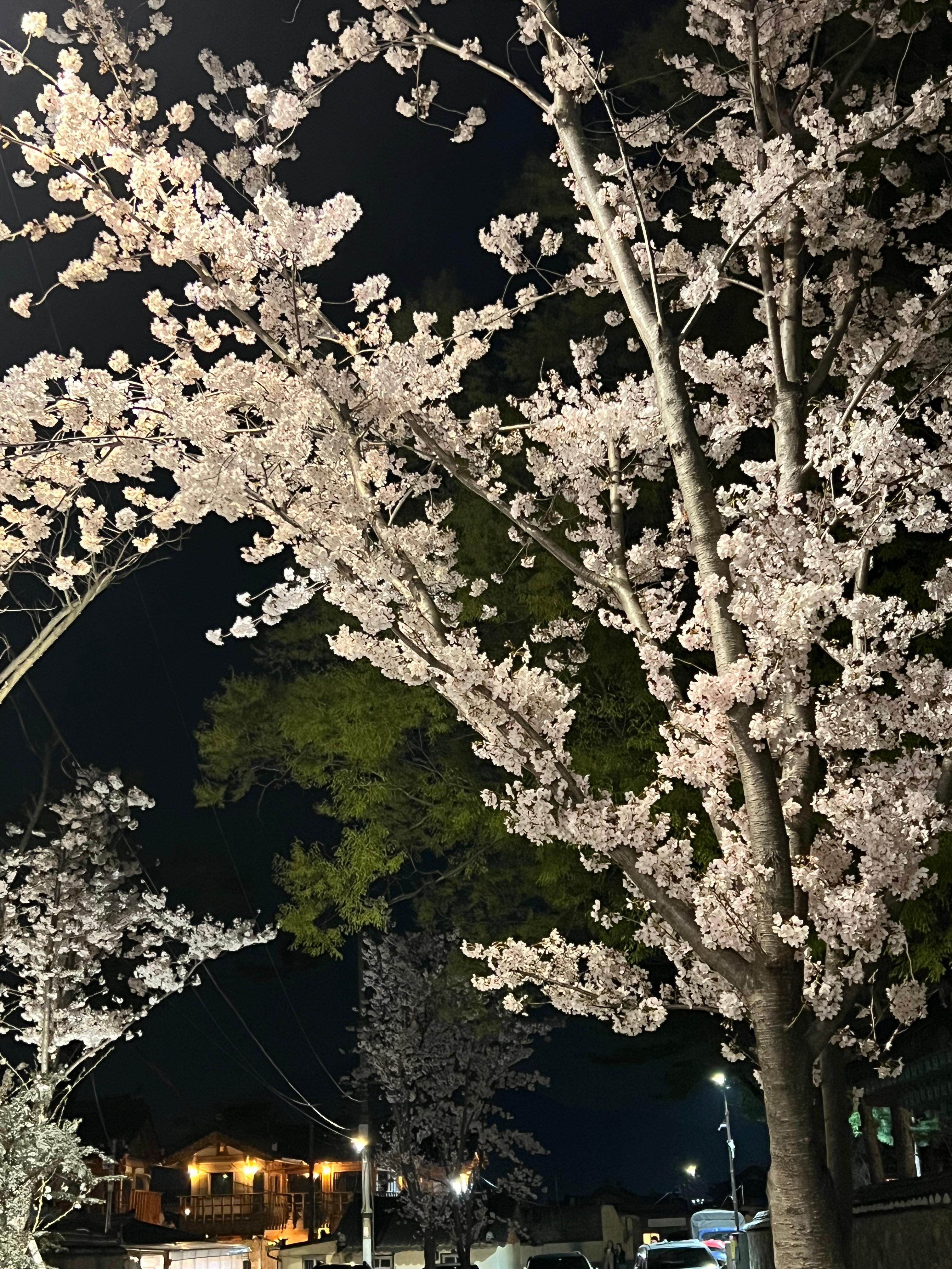 천년의 사랑이 머무는 곳: 경주 황리단길부터 야경 명소까지 완벽 데이트 코스