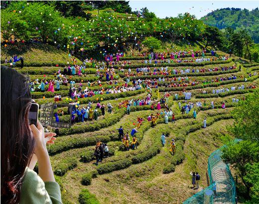 보성 녹차밭 축제