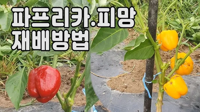 파프리카 재배 모종 선택 하우스 관리 착색 높이는법_2