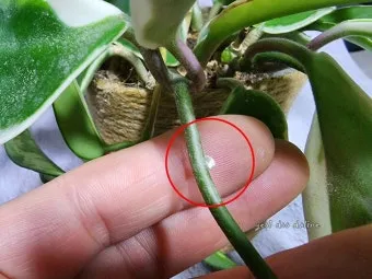 화분 깍지벌레 제거 면봉닦기 알코올희석 분무 재발방지 체크_8