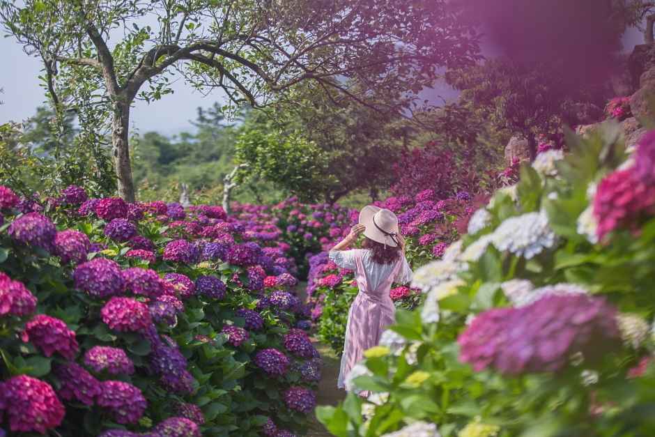 마노르블랑 수국축제