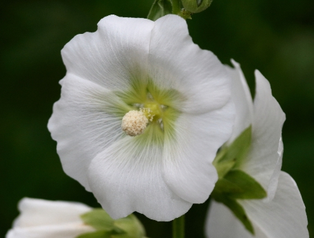 가을에 피는 꽃 종류 접시꽃