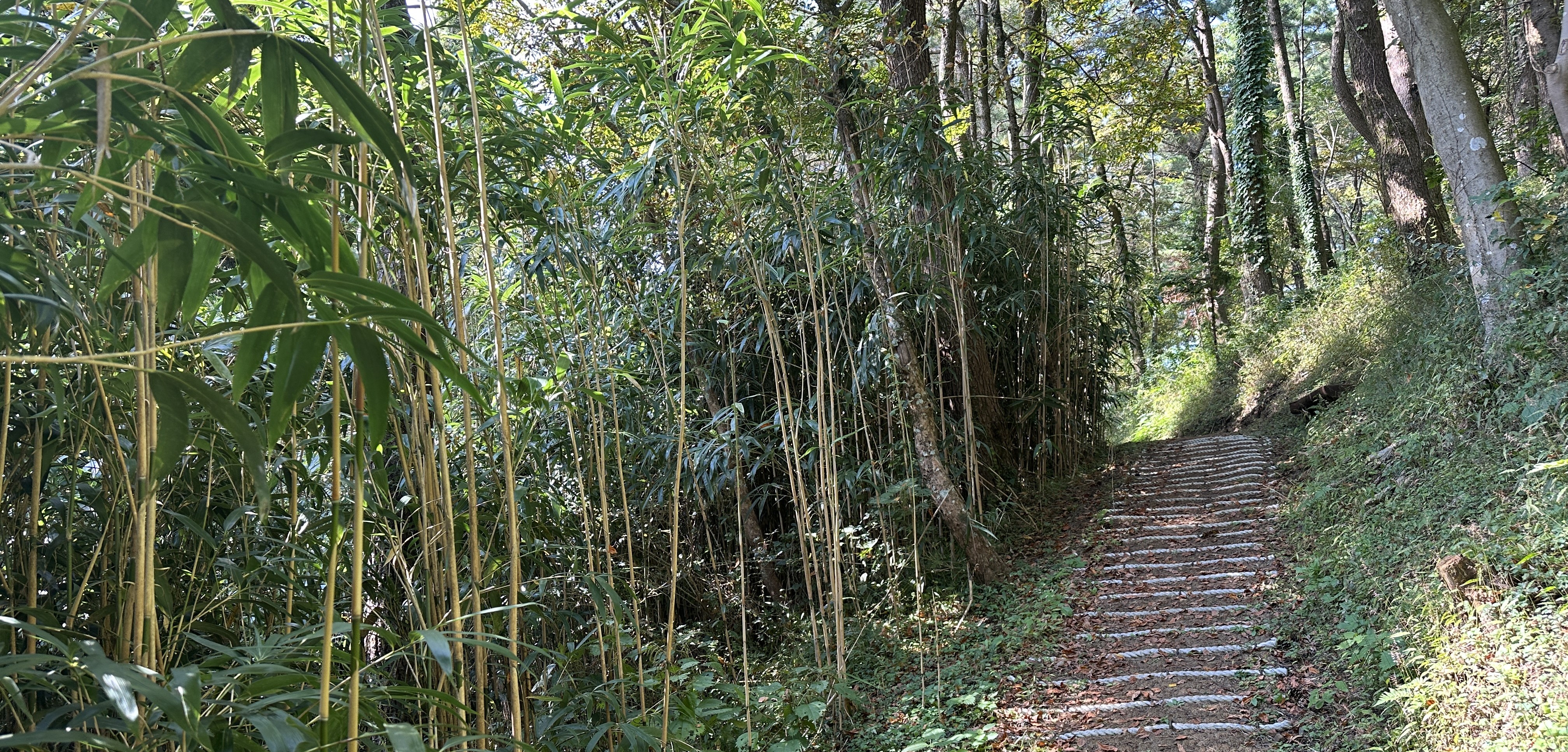 안세미 오름 탐방로