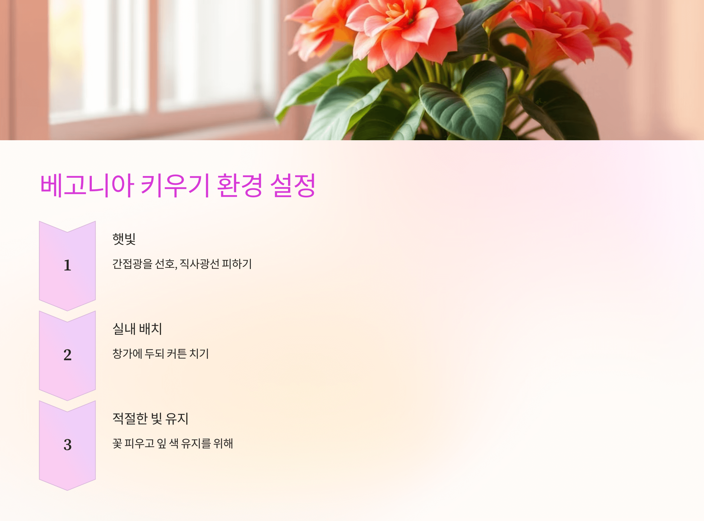 베고니아 꽃과 관련된 사진입니다.