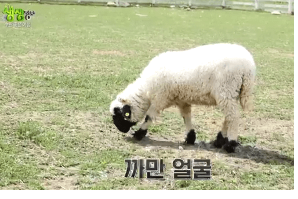 평창 가볼만한 곳 대관령 하늘목장