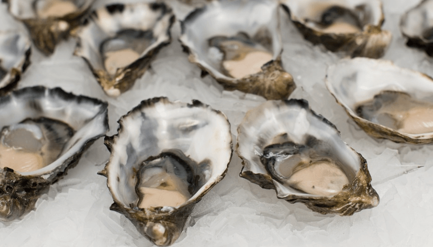 굴의 효능 얼음 위에 여러 개의 굴이 올려 있다