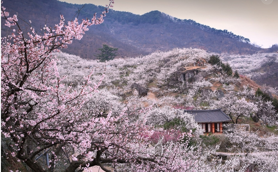 광양 매화꽃 사진