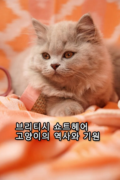 브리티시 쇼트헤어 고양이의 역사와 기원