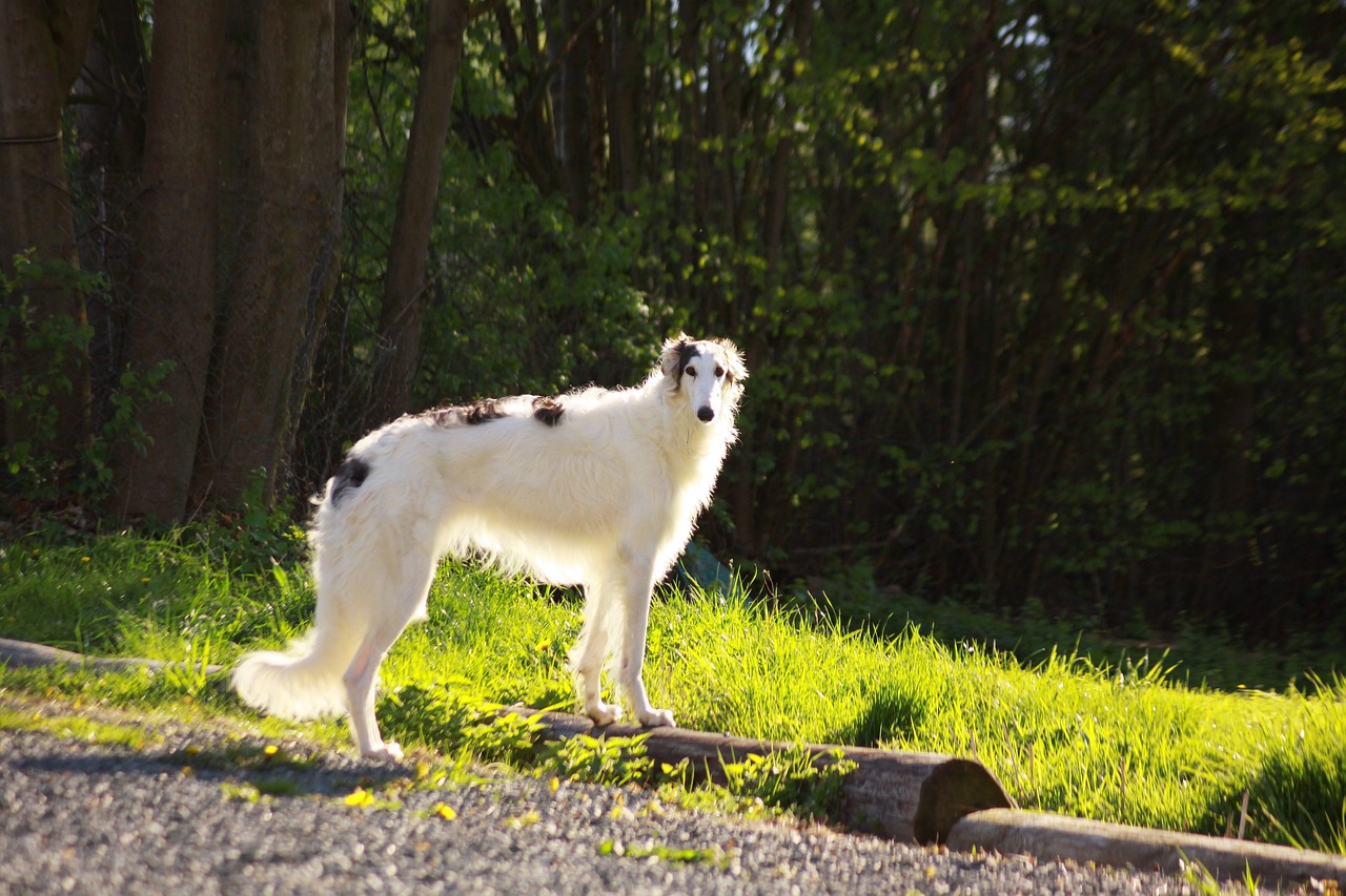 보르조이(Borzoi)4