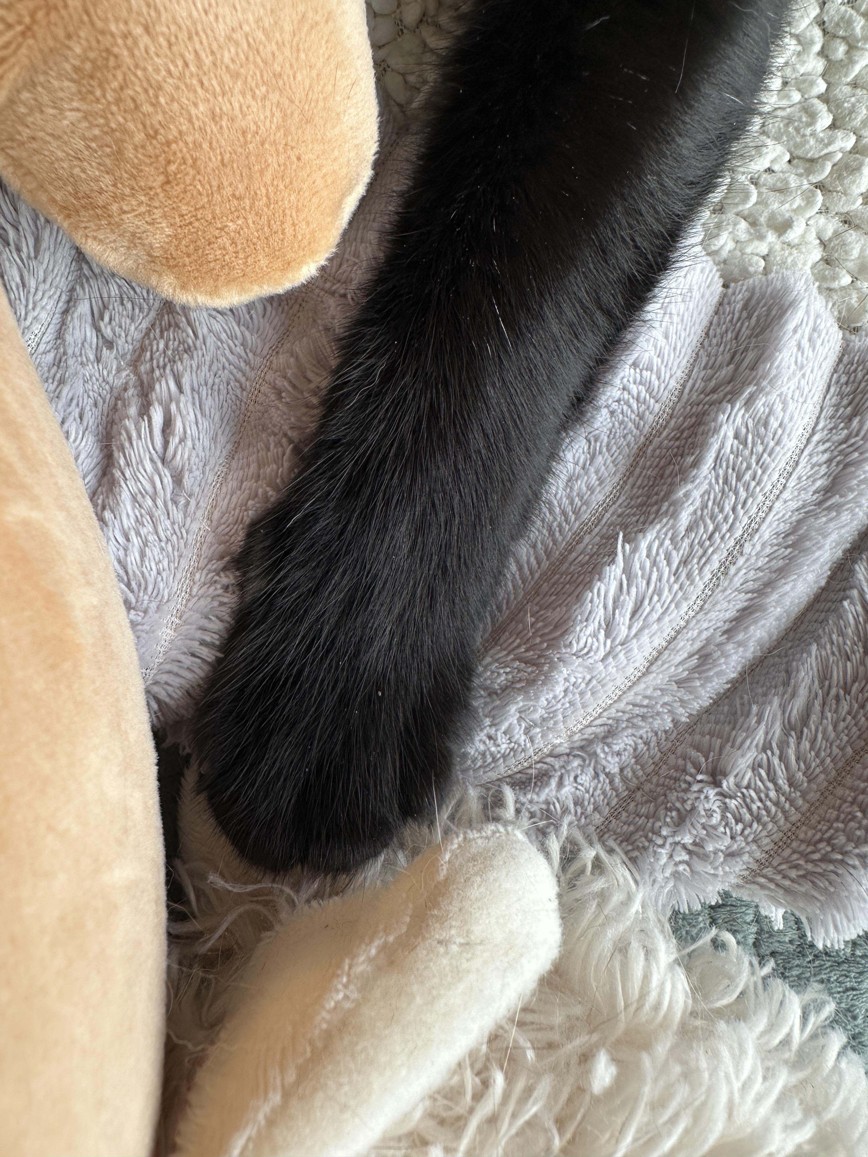 올블랙고양이_건이의_솜방맹이