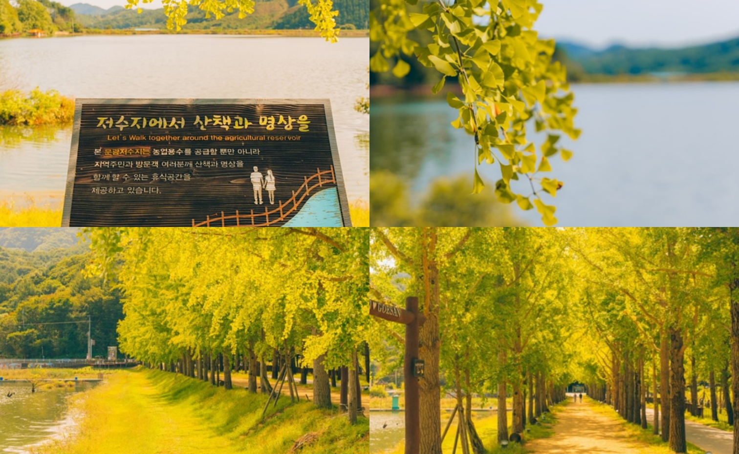 문광저수지 은행나무길