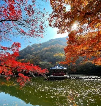 내장산 단풍 명소 단풍시기 산책로 사진스팟 한눈에_5
