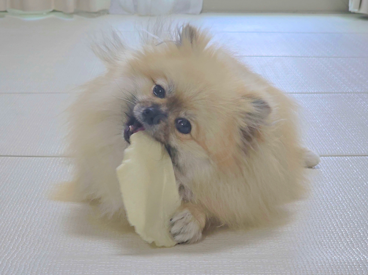 씹기 욕구를 해소하는 강아지