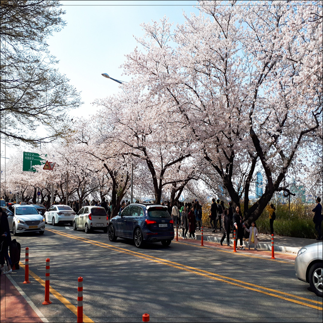 만석공원 벚꽃 수원 벚꽃 명소
