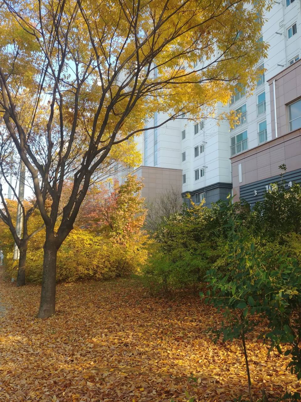 대구 가볼만한 단풍 여행은 어디일까? 대구 단풍 여행 총정리!