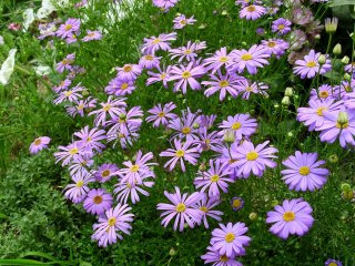 브라키컴 이미지 사진