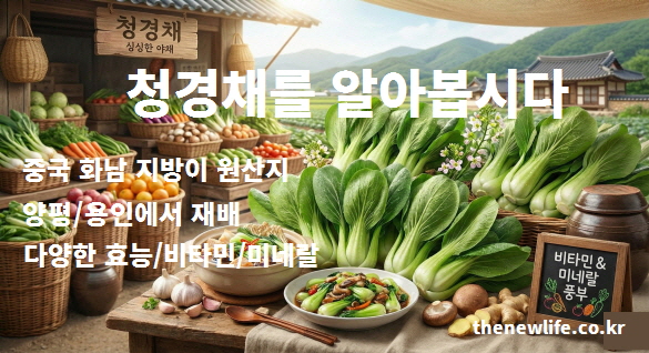 청경채 원산지와 재배지 및 비타민 미네랄 특징 요약