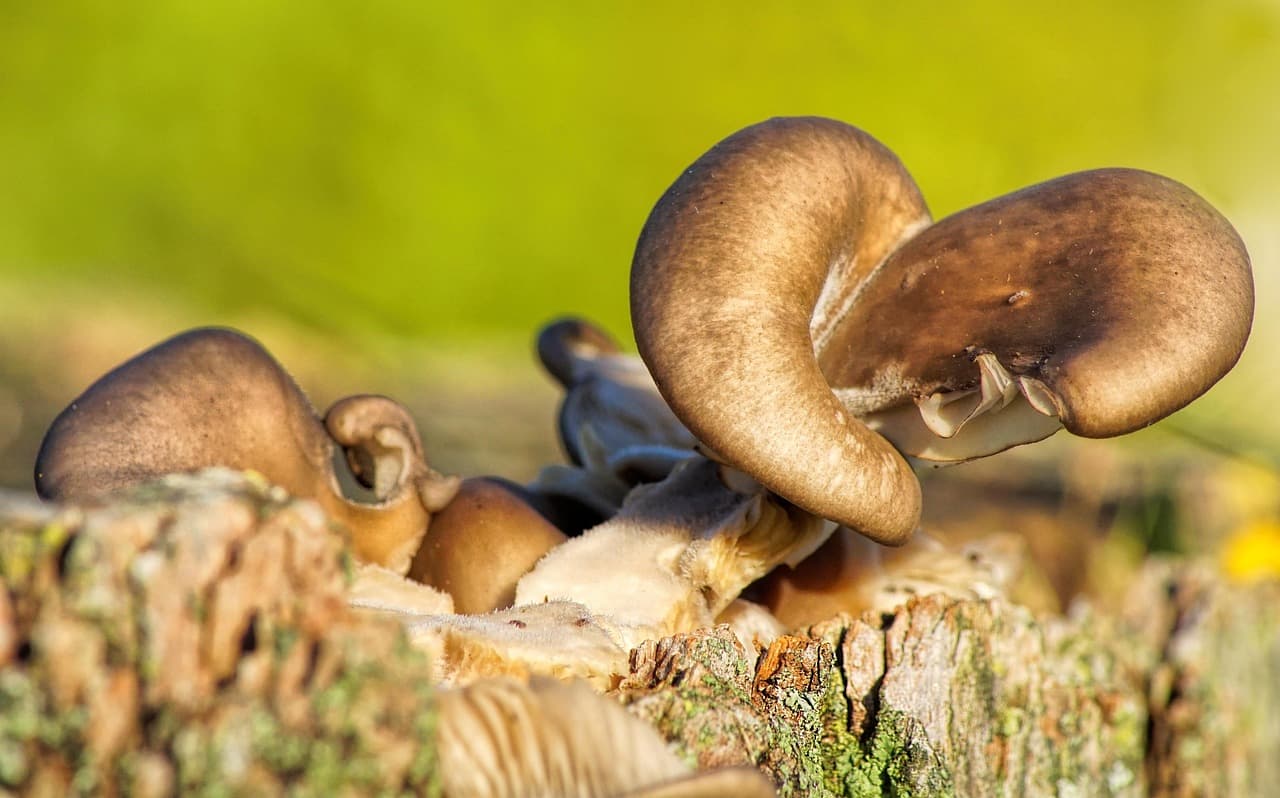버섯과 미세생물 군집의 상호작용