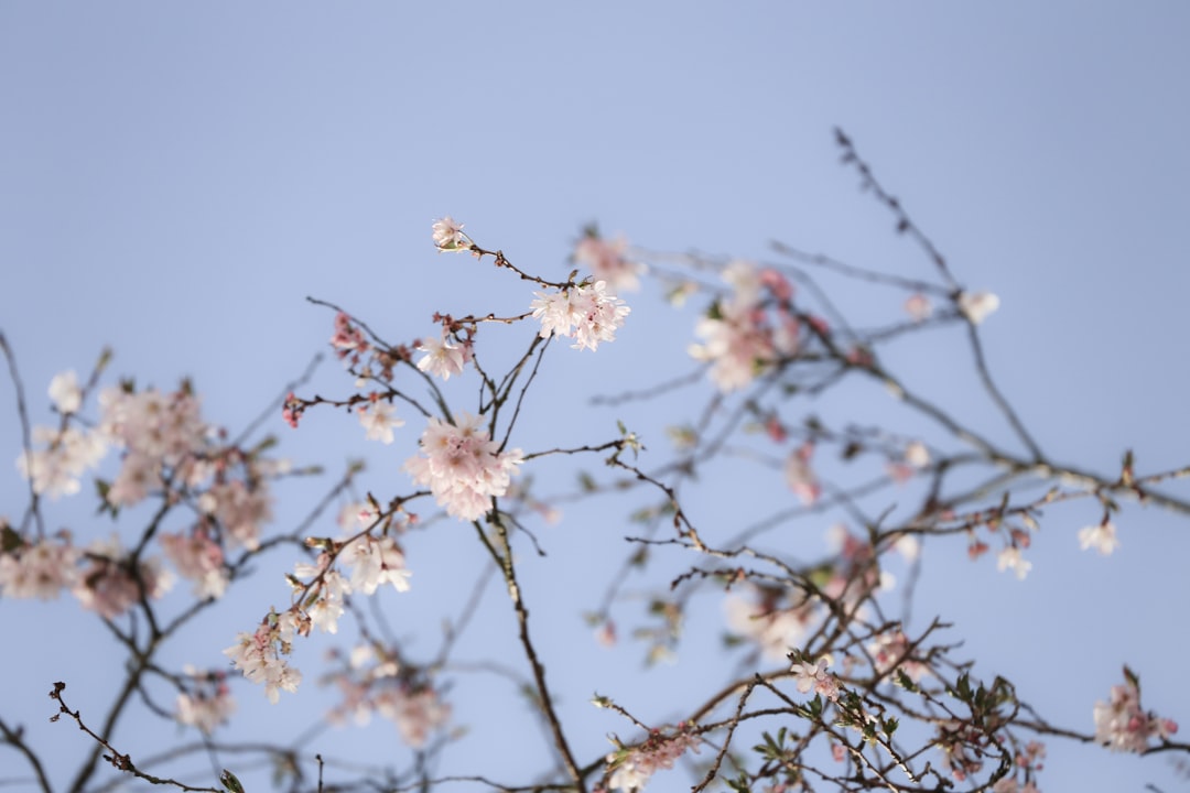 부산 벚꽃 개화시기