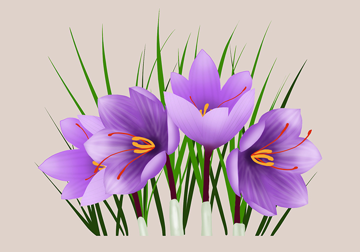 Crocus-sativus