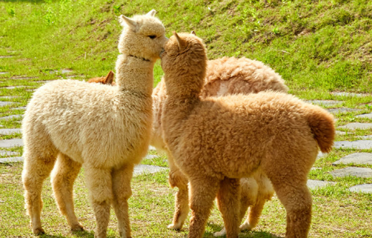 홍천 알파카월드