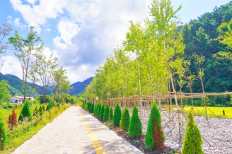 영양) 감성 폭발 숲여행! 경북 영양 하얀 자작나무 숲 탐방기