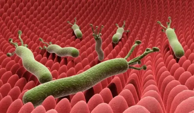 헬리코박터균 완벽 가이드: 감염 증상부터 치료까지 총정리