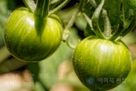 토마토 보관법