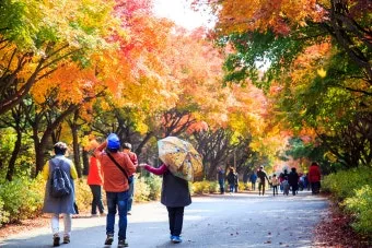 가을 단풍 명소 대중교통 걷기 코스 무료주차 팁_18