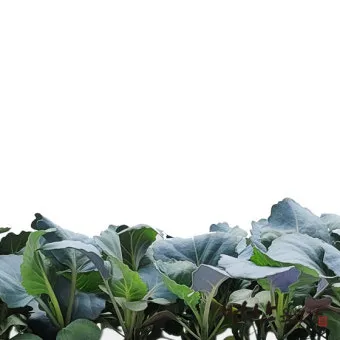 콜라드 재배 상자 텃밭 배양토 배합 병해 줄이기_10