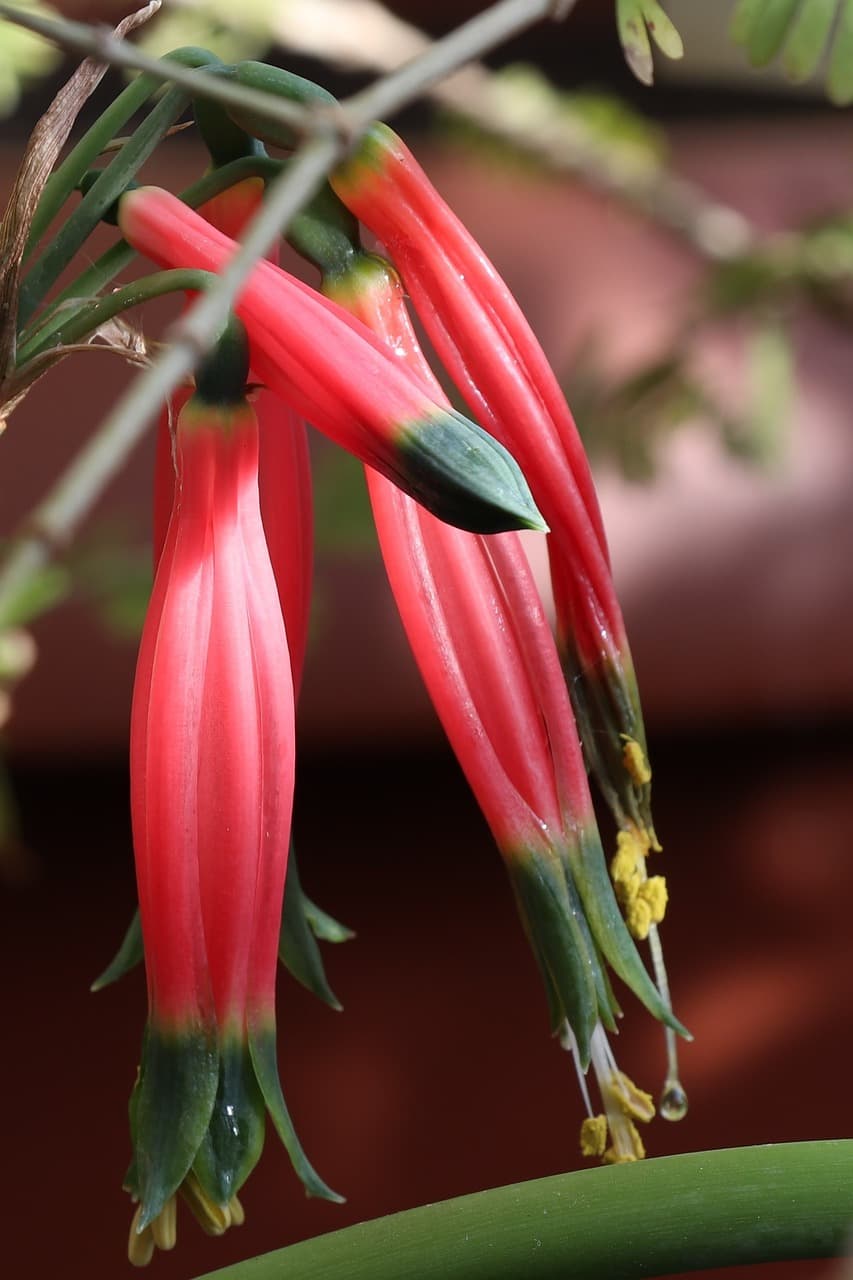 "빛을 향한 식물의 여정: 희귀 식물의 생리학과 성장 방법"