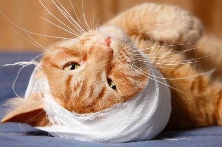 붕대를 감고 있는 고양이.