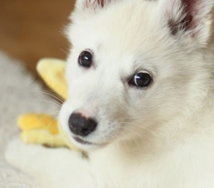 강아지 췌장염 증상