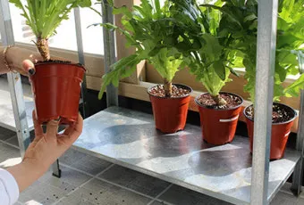 베란다 텃밭 흙 고르기 배수층 화분 선택 물주기 비료주기_30