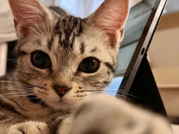 아메리칸숏헤어 고양이 유전병 털빠짐 가격 특징_5