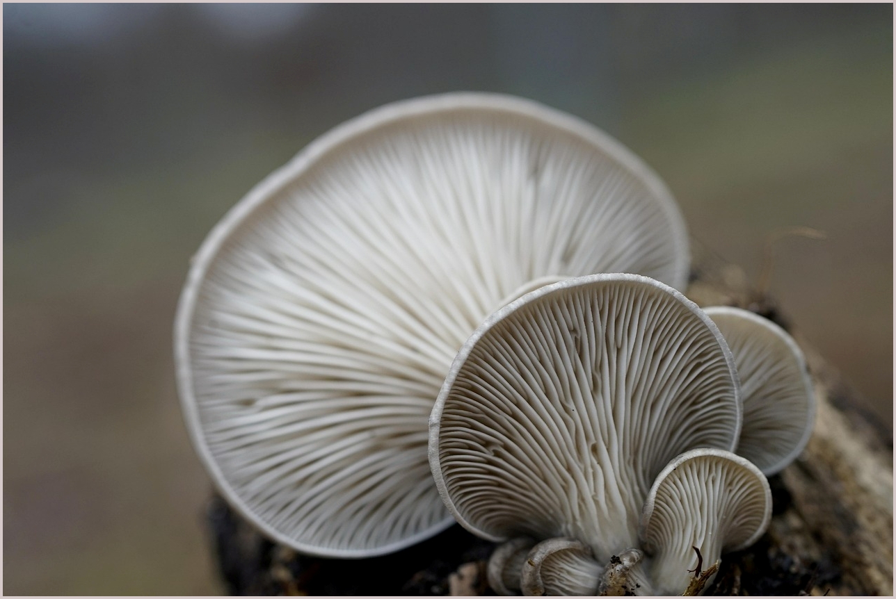 그랜저 하이브리드 가격표